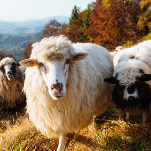 Qurbani Fund – 2023