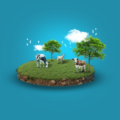 Qurbani – Iraq (Cow)
